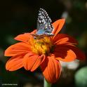 A common checkered skipper, Pyrgus communis, visits a Mexican sunflower (Tithonia). (Photo by Kathy Keatley Garvey)