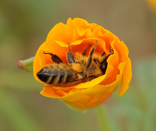 HONEY BEE cradled inside a poppy. The poppy is the California state flower. (Photo by Kathy Keatley Garvey)