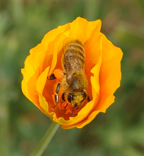 COVERED with pollen, a honey bee emerges from a California poppy in the quarter-acre UC Davis Campus Buzzway. (Photo by Kathy Keatley Garvey)