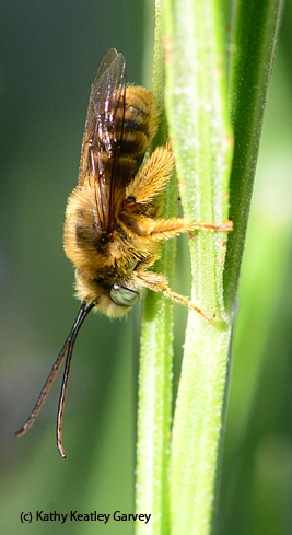 Melissodes agilis, a long-horned digger bee. (Photo by Kathy Keatley Garvey)