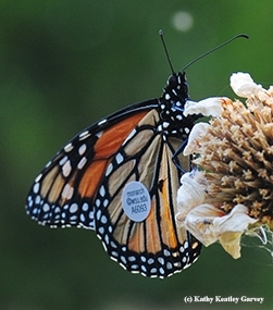 The WSU-tagged monarch from Ashland, Ore., that landed in Vacaville, Calif. on Labor Day. (Photo by Kathy Keatley Garvey)