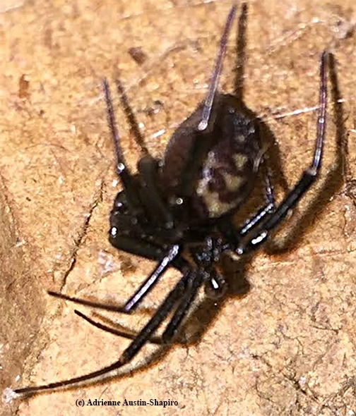 This is a female false black widow, Steatoda grossa, photographed in Davis, Calif. and released. (Photo by Adrienne Austin-Shapiro)