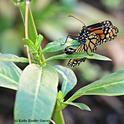 Monarch butterfly laying eggs on tropical milkweed on Oct. 10 in Vacaville, Calif. (Photo by Kathy Keatley Garvey)