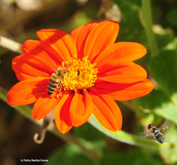 A syrphid fly (bottom right) heads toward a Mexican sunflower occupied by a honey bee. The fly, aka hover fly and flower fly, wants some nectar, too.(Photo by Kathy Keatley Garvey)