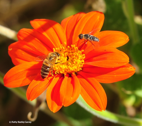 Can we share? As the honey bee keeps nectaring, the syrphid comes in for a taste. (Photo by Kathy Keatley Garvey)