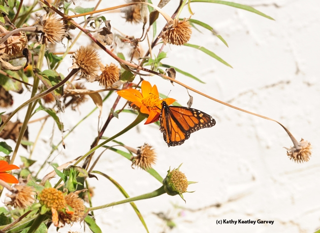 A male monarch nectaring on a Mexican sunflower in a scene that looks like a painting. (Photo by Kathy Keatley Garvey)