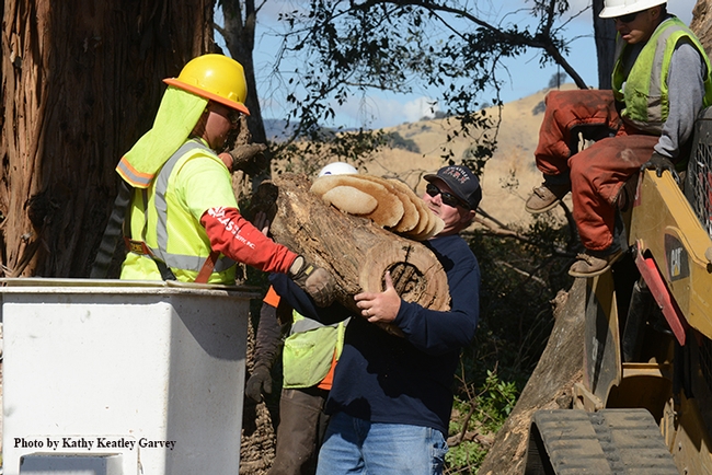 Robert Arndt of the Nut Tree Airport hefts the tree section from Jose Garcia of the Atlas Tree and Landscape Co. (Photo by Kathy Keatley Garvey)
