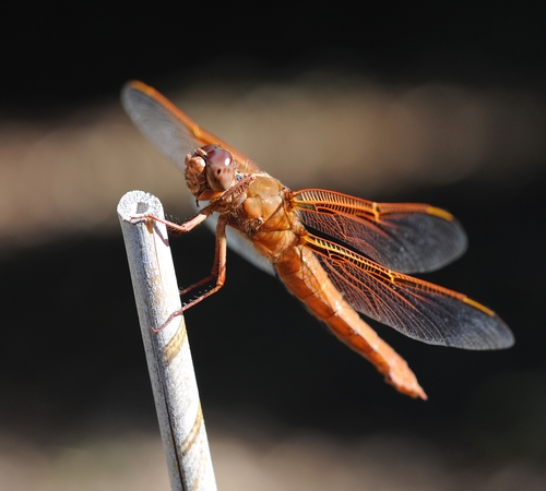 FLAME SKIMMER lands on a bamboo stake in a vegetable garden.  (Photo by Kathy Keatley Garvey)