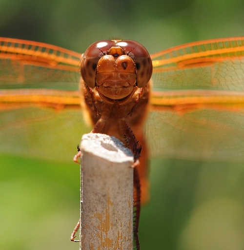 HERE'S LOOKING AT YOU--Dragonfly eyes contain some 30,000 individual lenses. They are equipped with a 360-degree field of vision. (Photo by Kathy Keatley Garvey)