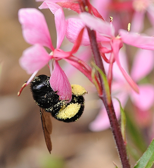 A CARPENTER BEE, packing yellow pollen, forages on gaura. (Photo by Kathy Keatley Garvey)