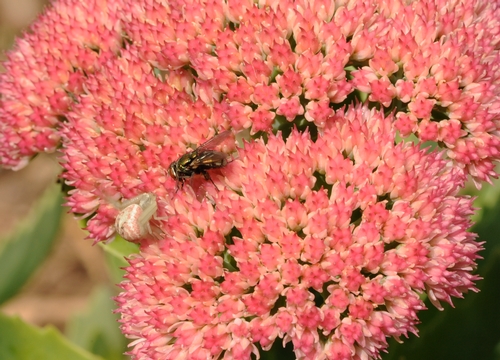 THE ENCOUNTER--An unsuspecting blowfly crawls along the top of the sedum, unaware of the crab spider stalking it. (Photo by Kathy Keatley Garvey)