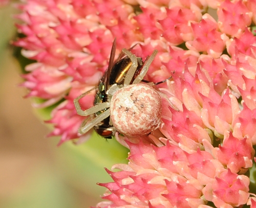 THE AMBUSH--The crab spider grabs the blowfly with its powerful legs. (Photo by Kathy Keatley Garvey)