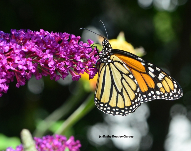 Monarch butterfly nectaring on Buddleia 'Purple Haze.' This will be one of the plants offered at the UC Davis Arboretum Plant Sale on Oct. 22. (Photo by Kathy Keatley Garvey)