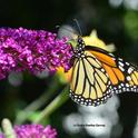 Monarch butterfly nectaring on Buddleia 'Purple Haze.' This will be one of the plants offered at the UC Davis Arboretum Plant Sale on Oct. 22. (Photo by Kathy Keatley Garvey)