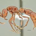This is Lioponera princeps, one of the ants that Marek Borowiec studies. (Image by Marek Borowiec)