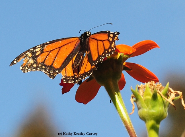 A tattered monarch makes a refueling stop on a Tithonia in Vacaville, Calif. (Photo by Kathy Keatley Garvey)
