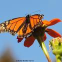 A tattered monarch makes a refueling stop on a Tithonia in Vacaville, Calif. (Photo by Kathy Keatley Garvey)