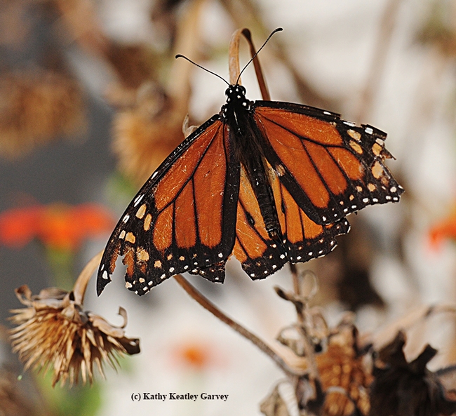 Wings are shredded and scales slashed, but this male monarch still flies. Here it pauses to soak up some sunshine. (Photo by Kathy Keatley Garvey)