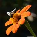 A drone fly, Eristalis tenax, sips nectar from a Mexican sunflower, Tithonia. (Photo by Kathy Keatley Garvey)