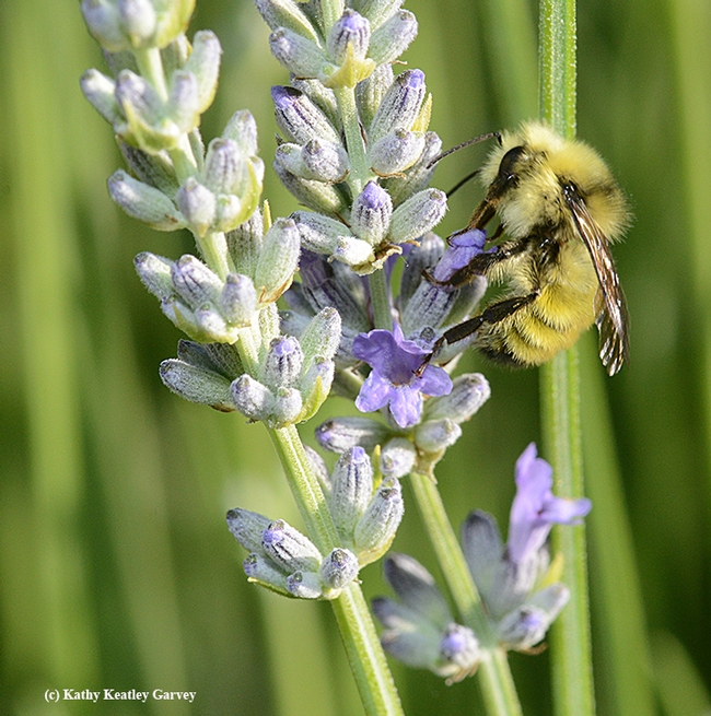A bumble bee, Bombus vandykei, nectaring on lavender. (Photo by Kathy Keatley Garvey)