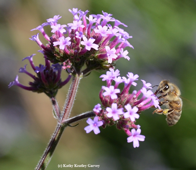 A honey bee nectaring on Verbena. (Photo by Kathy Keatley Garvey)