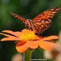 Gulf Fritillaries are still flying--and mating and laying eggs--in November. This one is nectaring on Mexican sunflower (Tithonia). (Photo by Kathy Keatley Garvey)