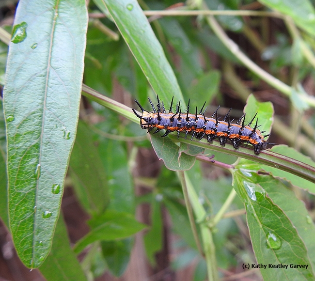 A Gulf Fritillary caterpillar in November. (Photo by Kathy Keatley Garvey)
