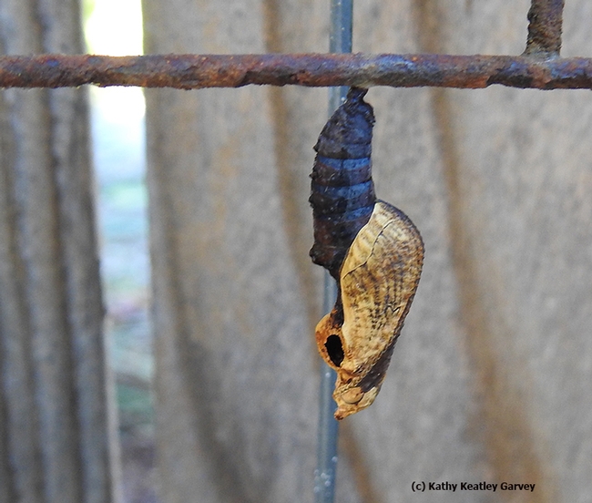 No Gulf Fritillary will ever eclose from this chrysalis. Note the parasitoid hole. It was a large parasitoid--a big tachinid fly or an ichneumonid or wasp--says Art Shapiro, UC Davis distinguished professor of evolution and ecology. (Photo by Kathy Keatley Garvey)