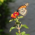 A monarch nectaring on Lantana on Oct. 23 in Vacaville, Calif. (Photo by Kathy Keatley Garvey)