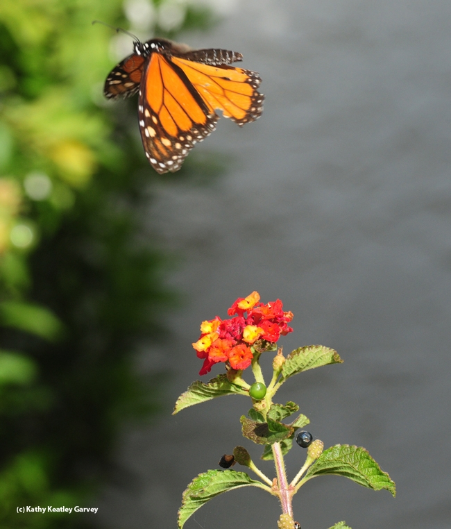 The same monarch taking flight again over Lantana on Oct. 23 in Vacaville, Calif. (Photo by Kathy Keatley Garvey)