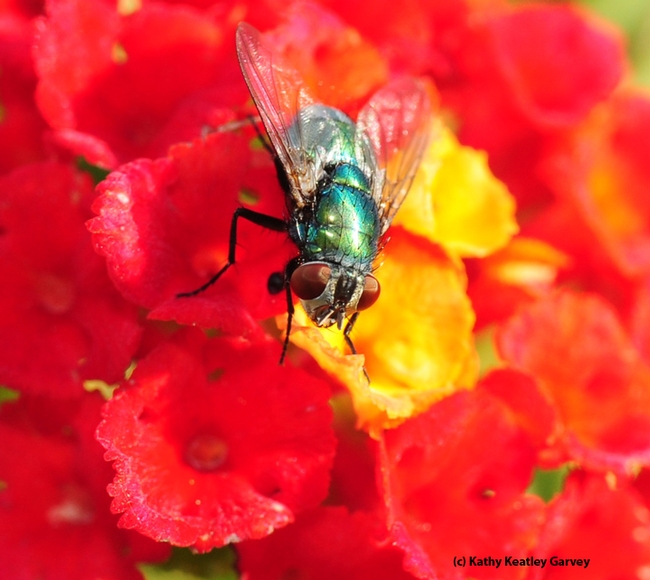 Eye to eye with a green bottle fly. (Photo by Kathy Keatley Garvey)