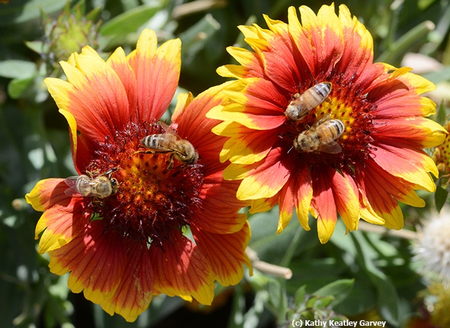 Two matched pairs of honey bees on a blanket flower, Gaillardia. (Photo by Kathy Keatley Garvey)