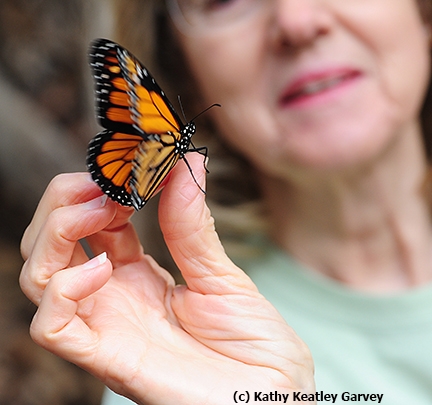 Moment of flight: a butterfly poised to fly. (Photo by Kathy Keatley Garvey)