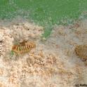 Carpet beetles in whole wheat flour, as identified by Lynn Kimsey, director of the Bohart Museum of Entomology. (Photo by Kathy Keatley Garvey)