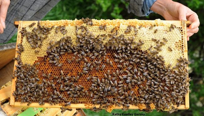 Before it's jarred, honey looks like this! The honey is at the top of this frame. (Photo by Kathy Keatley Garvey)