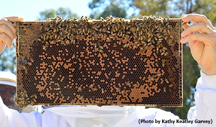 A UC Davis beekeeping student holds a frame. (Photo by Kathy Keatley Garvey)
