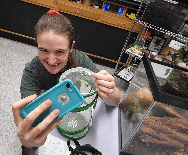 UC Davis entomology graduate student Charlotte Herbert, who is seeking her doctorate, takes a selfie with a praying mantis eating a stink bug. (Photo by Kathy Keatley Garvey)