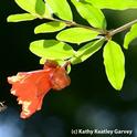 Honey bee heading toward pomegranate blossom on an 87-year-old tree. Pomegranates are among the 100 crops--from almonds to watermelon--pollinated by bees. (Photo by Kathy Keatley Garvey)
