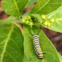 A November monarch caterpillar found on tropical milkweed in Vacaville, Calif. (Photo by Kathy Keatley Garvey)