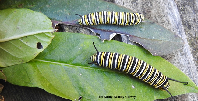 The two monarch caterpillars discovered on Thanksgiving Day on separate tropical milkweed plants in Vacaville, Calif. (Photo by Kathy Keatley Garvey)