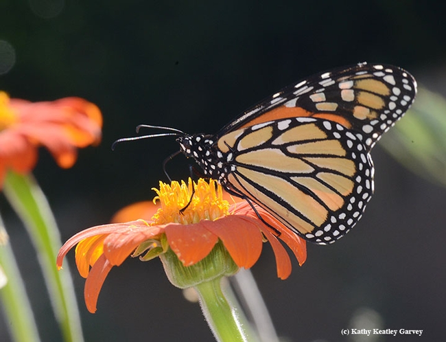 A monarch butterfly on a Mexican sunflower (Tithonia). Monarch puppets are available at the Bohart Museum of Entomology. (Photo by Kathy Keatley Garvey)
