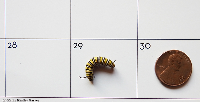 Newest monarch caterpillar retrieved today (Nov. 29) from tropical milkweed in Vacaville, Calif. (Photo by Kathy Keatley Garvey)