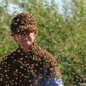 Bee wrangler Norm Gary clustered with bees. (Photo by Kathy Keatley Garvey)