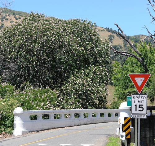 CALIFORNIA BUCKEYE blooms along the Edward R. Thurber Bridge on Pleasants Valley Road, Vacaville. The sign says 