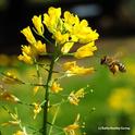 A honey bee heads toward mustard. (Photo by Kathy Keatley Garvey)