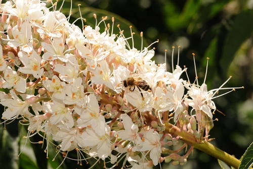 HONEY BEE forages on the fragrant blossoms of the California Buckeye. Bees are attracted to the plant, but it is poisonous to them. (Photo by Kathy Keatley Garvey)