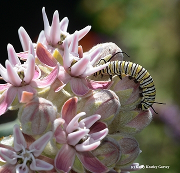 Monarch caterpillar munching on flowers of showy milkweed,  Asclepias speciosa. (Photo by Kathy Keatley Garvey)