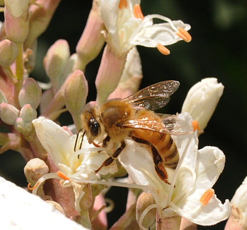 FORAGING on California Buckeye, this honey bee is oblivious of what this can do to her colony. California Buckeye is poisonous to bees. (Photo by Kathy Keatley Garvey)