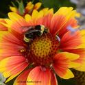 This is a native bumble bee, Bombus californicus, on blanketflower (Gaillardia). (Photo by Kathy Keatley Garvey)