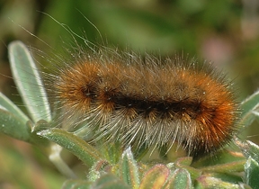 The woolly bear caterpillars have successfully predicted the outcome of the presidential elections for three decades. (Photo by Kathy Keatley Garvey)